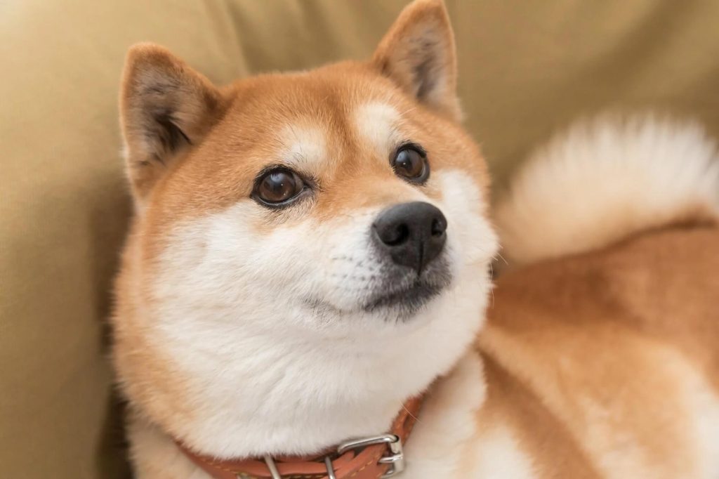 Shiba Inu verwachting