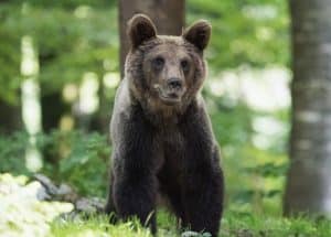 bearish bear