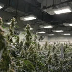 Cannabis kost meer energie dan Bitcoin – kan blockchain de industrie vergroenen?