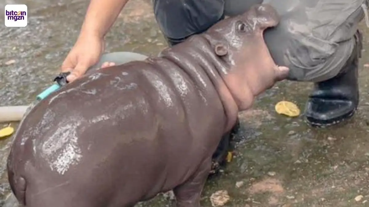 Memecoin MOODENG veert explosief op uit belangrijke prijszone