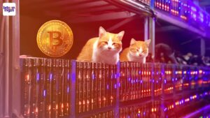 Katten veroveren Bitcoin-mijn in Mongolië: schattige inbraak kost miljoenen